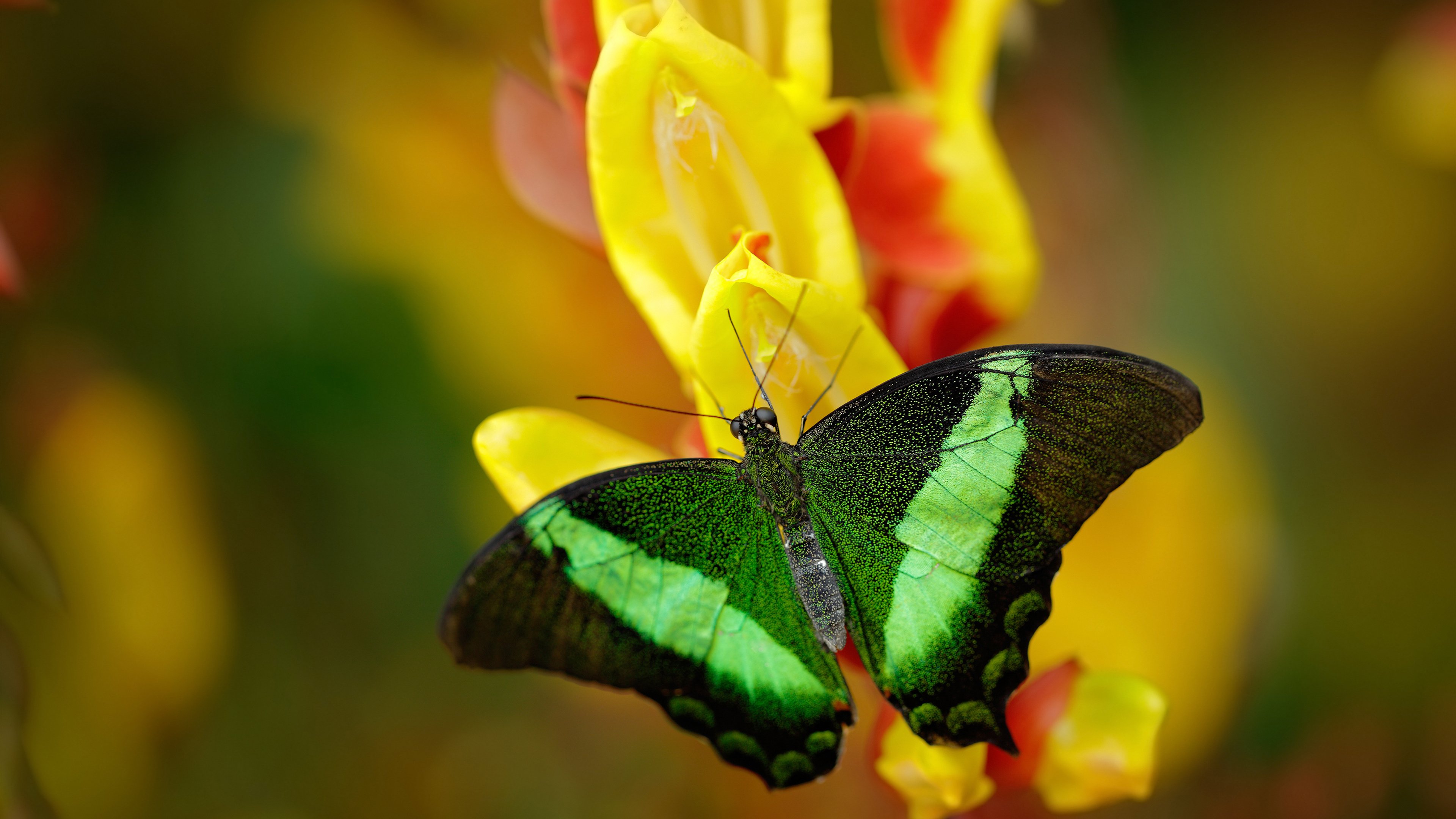华体会下载-烈焰与草蛇，布伦森孤星闪耀，热浪三节焚毁休城