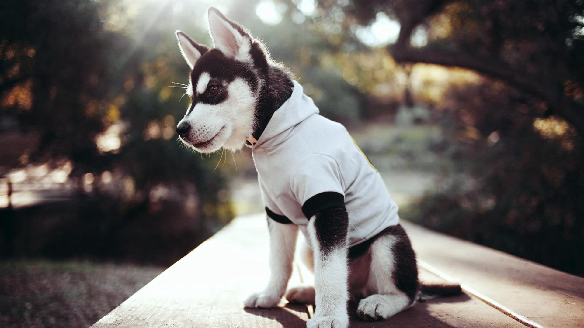 构思（脑力激荡）